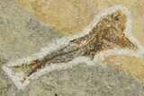 Oligocene Fossil Lanternfish (Eomyctophum) - Poland #374300-1